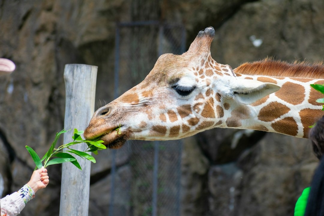 Giraffe eats green leaves from a child's hand.